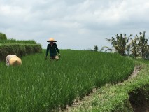 26-sept Trek dans les rizières 